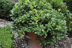 Des images de diff�rentes plantes